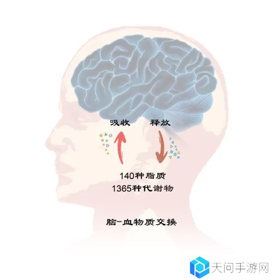 我国团队首次系统鉴定人脑-血液交换代谢物集合